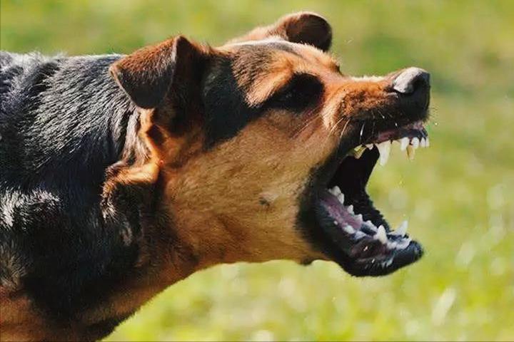 如何惩治恶犬,如何制止恶犬