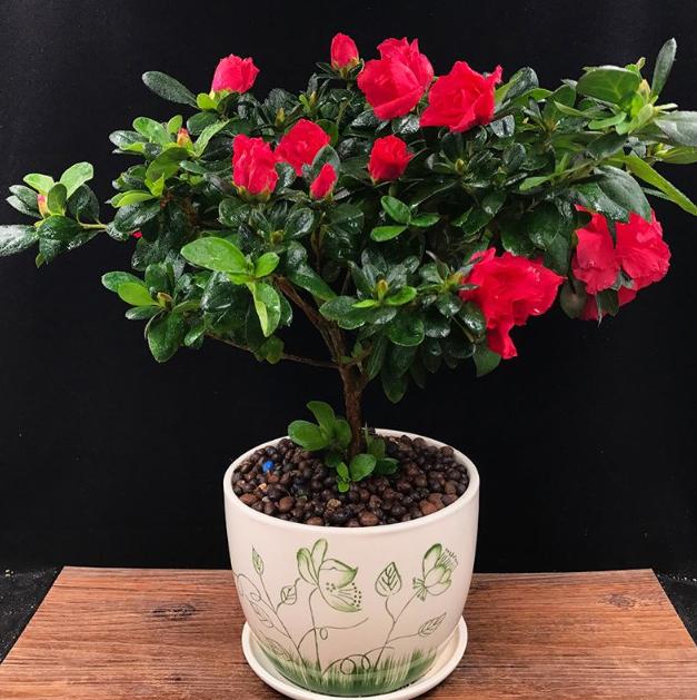 杜鹃花叶子黄了养殖方法,杜鹃花叶子长出来怎么打理