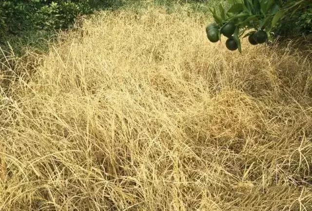 草铵膦专治各种杂草,草铵膦能让杂草烂根吗