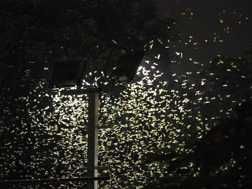 雨后爆发的飞蚁,靠超强繁殖苟了2亿年却沦为“优质蛋白来源”