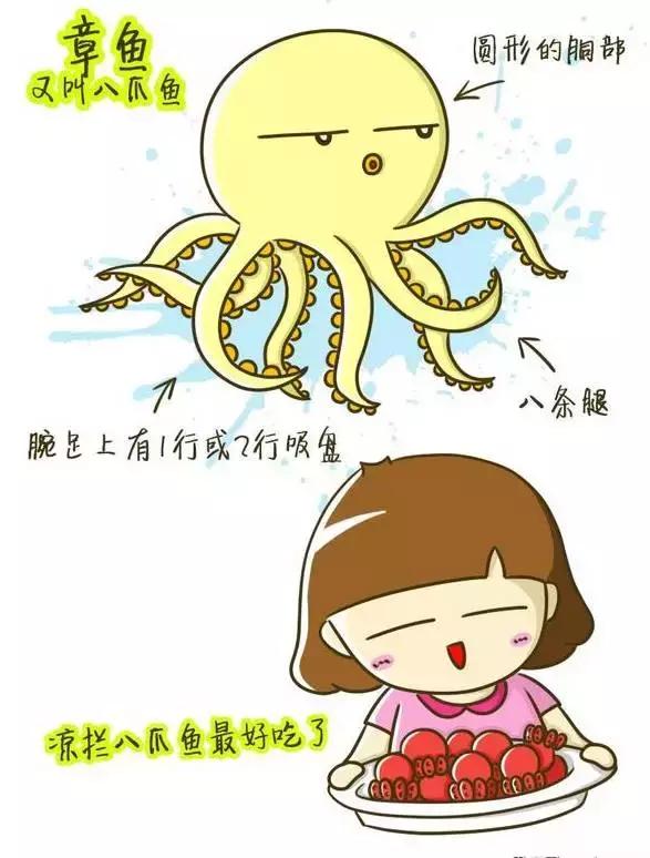 章鱼鱿鱼乌贼傻傻分不清,章鱼鱿鱼乌贼这三样有什么区别