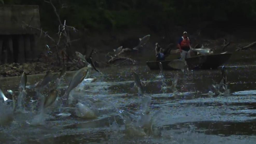 又想对华输入“病毒”？海关拦截美国怪异包裹，内藏66管黑腹果蝇