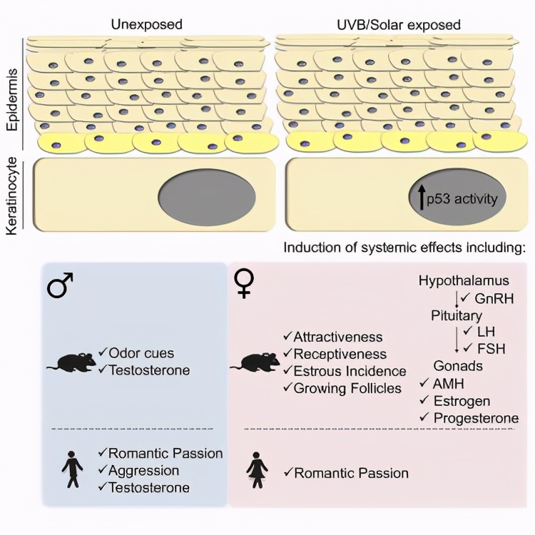 为什么要晒太阳?新研究:晒太阳能促进人体分泌*丸睾**素,增加性欲