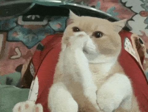 据说最近喵圈流行敷面膜，铲屎官请准备