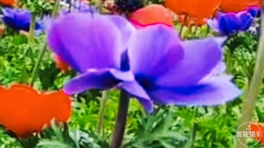 「五絕」平聲三十韻•春系列（18-37）首