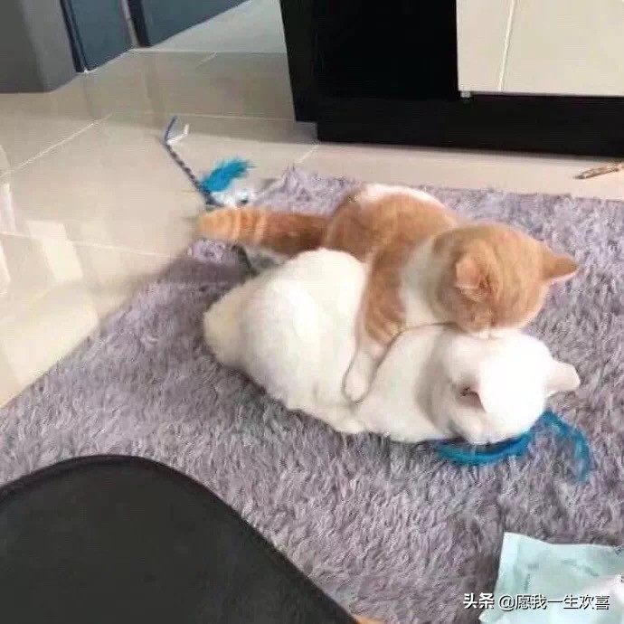 情侣头像是情侣最基本的吗,理想的情侣头像一对