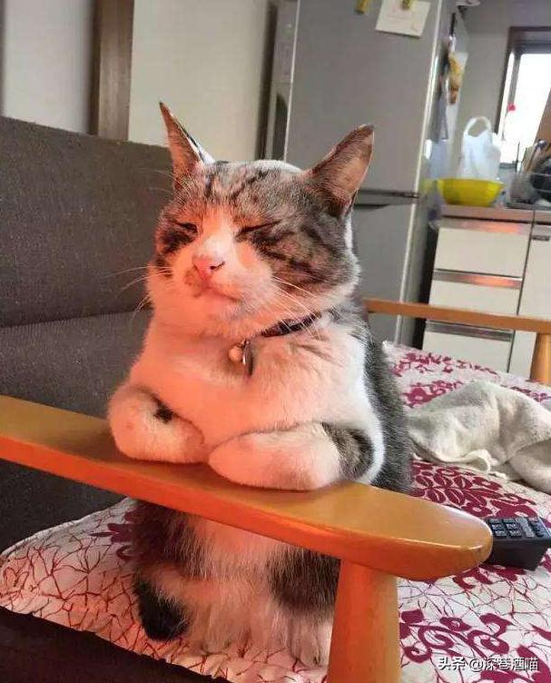 猫咪有这些行为证明你养猫真失败,猫咪骗局揭秘