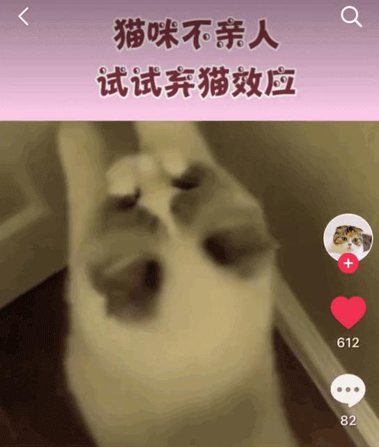 弃猫效应会不会弄巧成拙,弃猫效应有必要吗