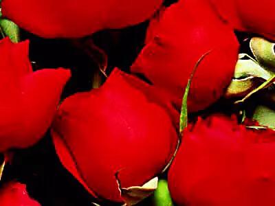 保加利亚玫瑰纯露官方旗舰店,保加利亚玫瑰介绍