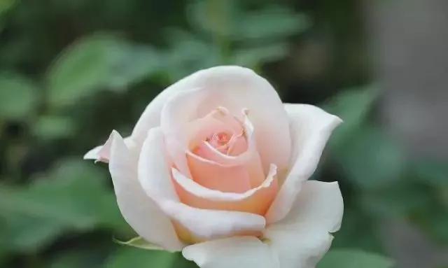 一万年一次的2020520；一起认识100种玫瑰~别送错啊