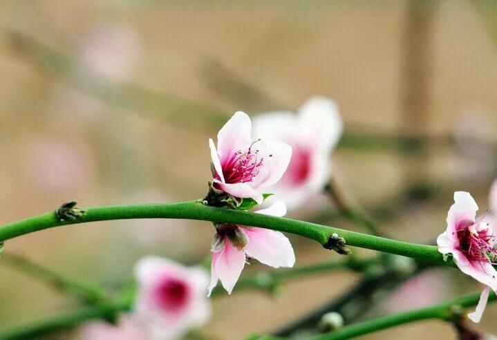 筱青读诗词：奉和绿野堂种花令公桃李满天下，何用堂前再种花开