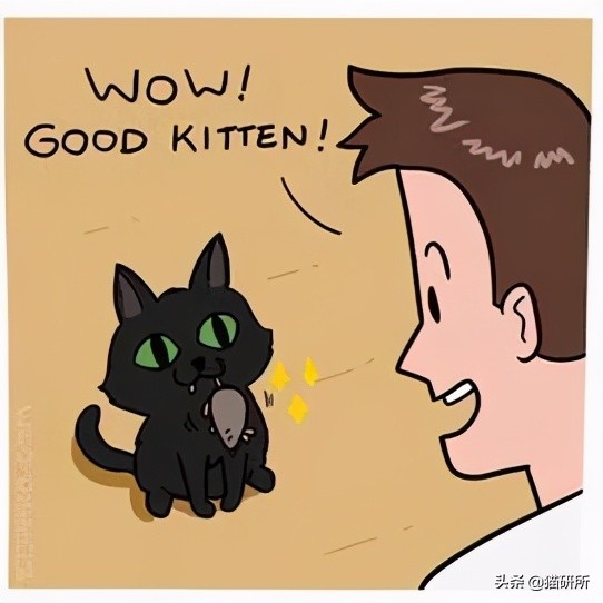 猫咪总是打扰主人吃饭怎么办,猫咪总是打扰我睡觉怎么办