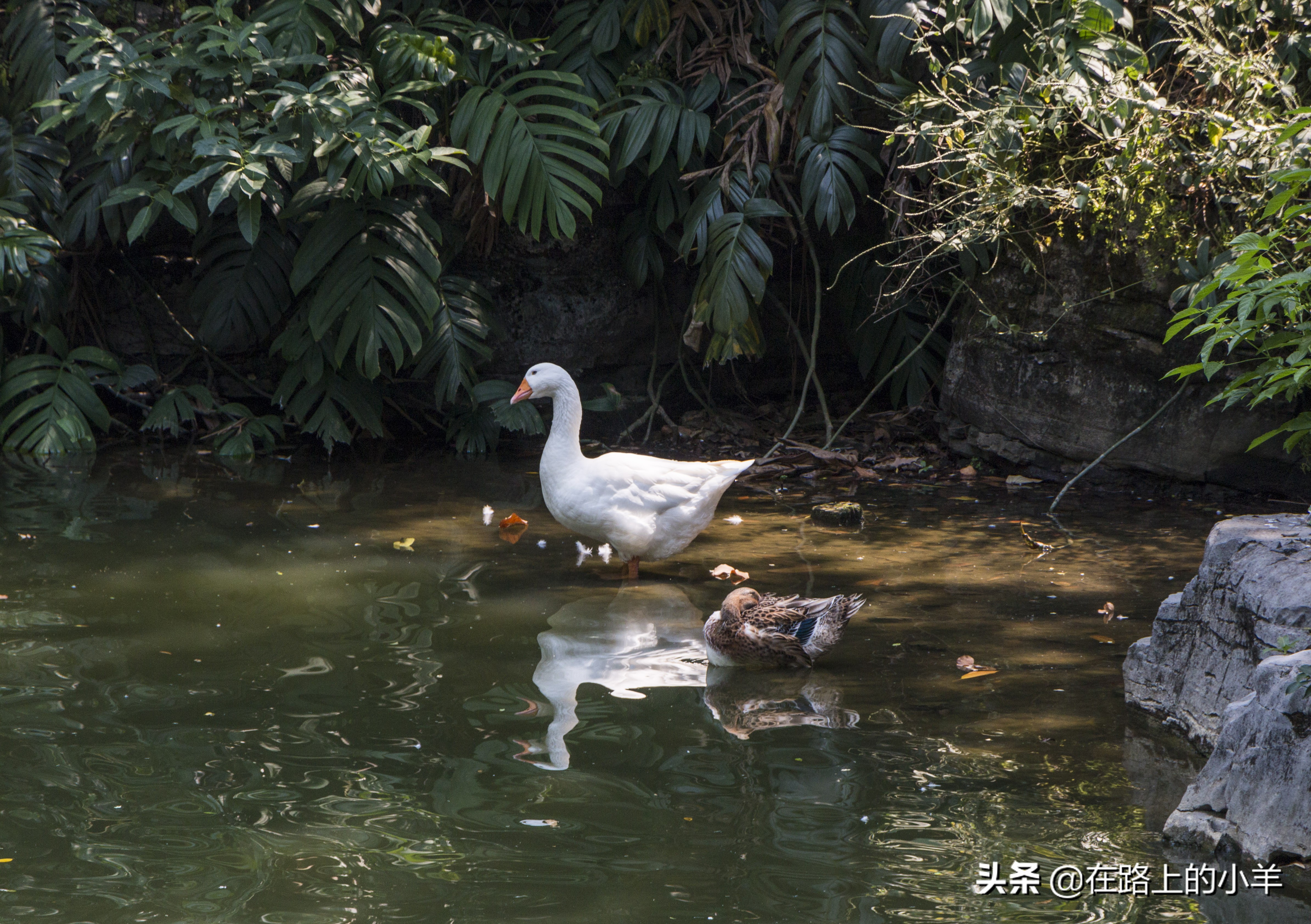 柳州公园游览攻略,柳州国家森林公园攻略