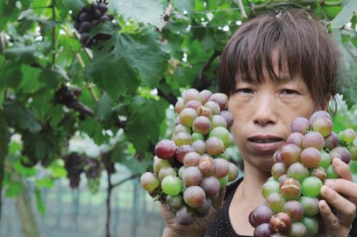 葡萄出现黑粒是什么病用什么药,葡萄黑穗病咋办