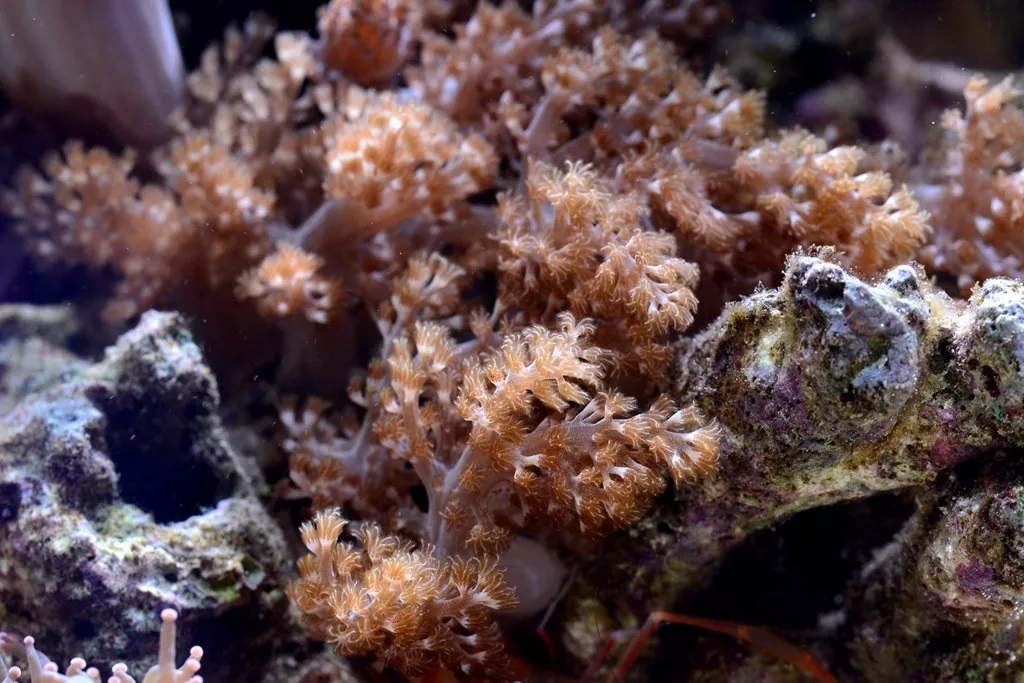 海水鱼缸如何降氨氮最好,海水鱼缸怎么区别营养盐高低