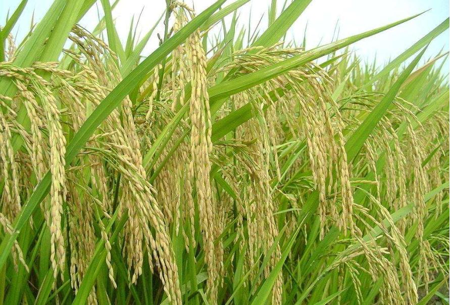 米饭放久了里的虫子是什么虫,米罐里有小虫子怎么办