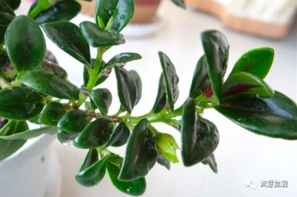 金鱼吊兰不开花教你几招花开满盆,金鱼吊兰用矮盆还是高盆合适