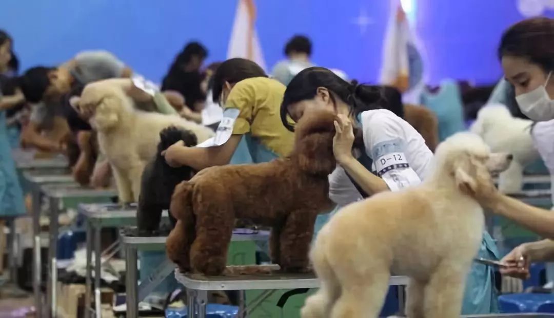 宠物医院会越来越赚钱吗,宠物医院为什么这么会赚钱