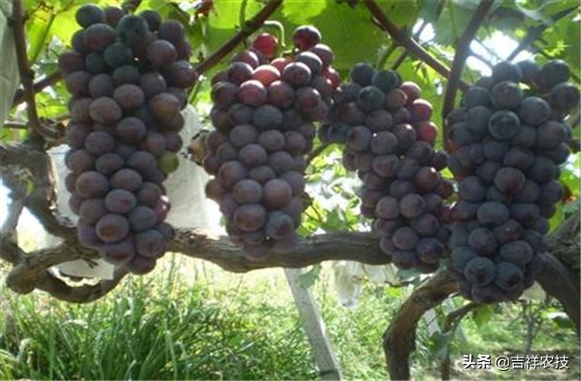 巨峰葡萄种植技术和管理,巨峰葡萄栽培技术全过程