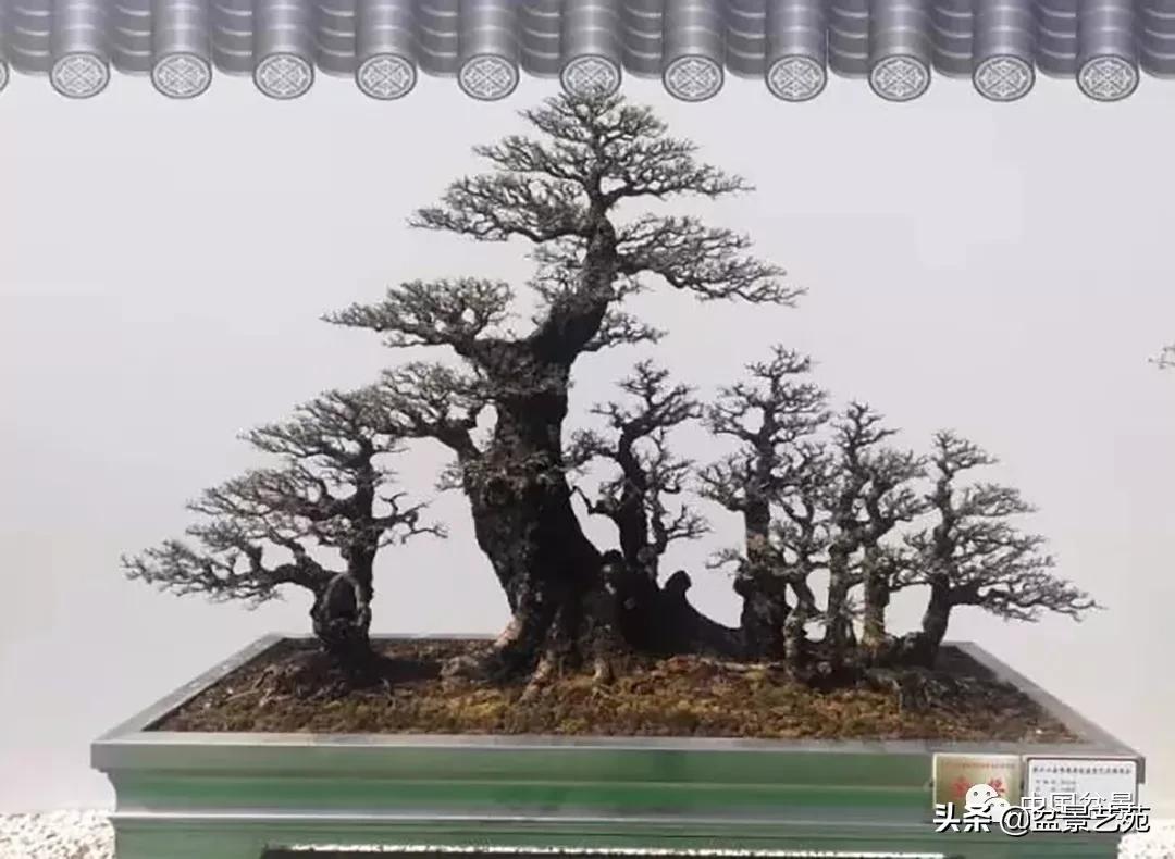 学盆景入门教程书,学习盆景制作视频