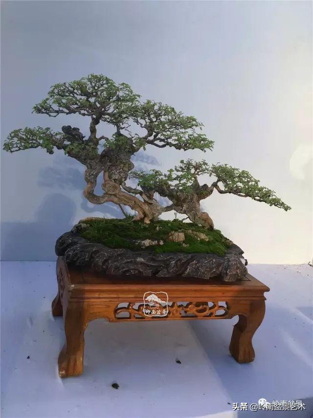 杂木盆景也毫不逊色,杂木盆景值钱吗