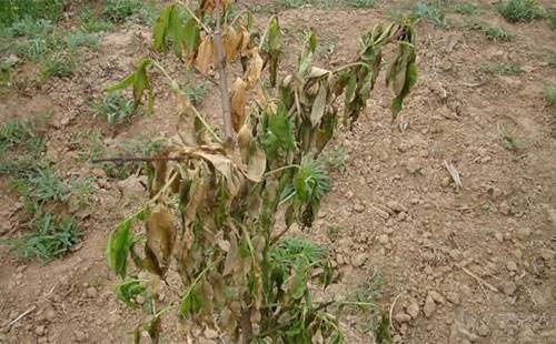 大蒜素对桃树根腐病防治,桃树根腐病的防治方法