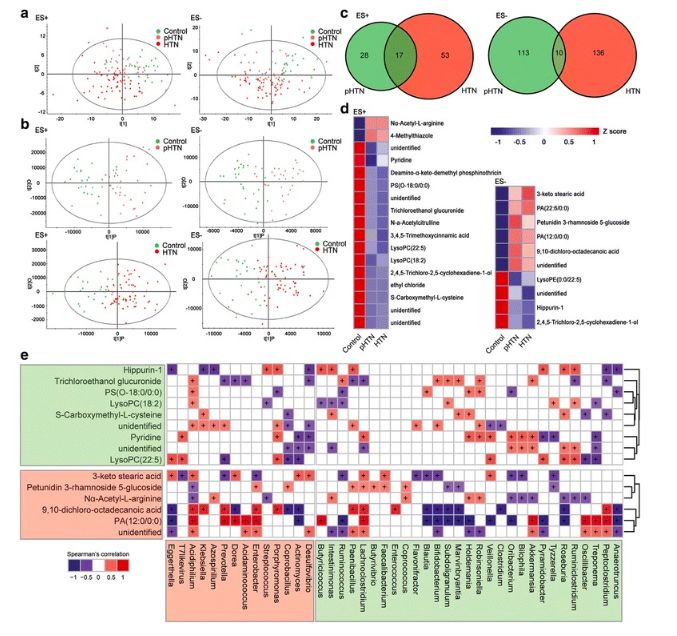 利用宿主分泌的粘蛋白“为食”的Akk菌