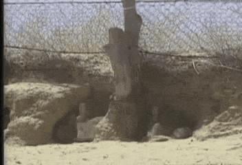 澳洲兔子为什么这么厉害,澳洲兔子是怎么泛滥的