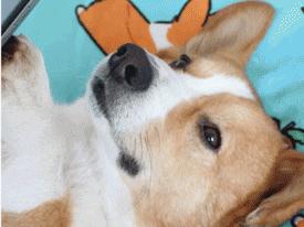 如何挑选颜值高的三色柯基,怎样挑选一个健康的柯基幼犬