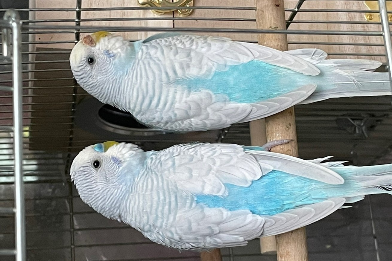 虎皮鹦鹉一共几种颜色,虎皮鹦鹉哪个品种最聪明