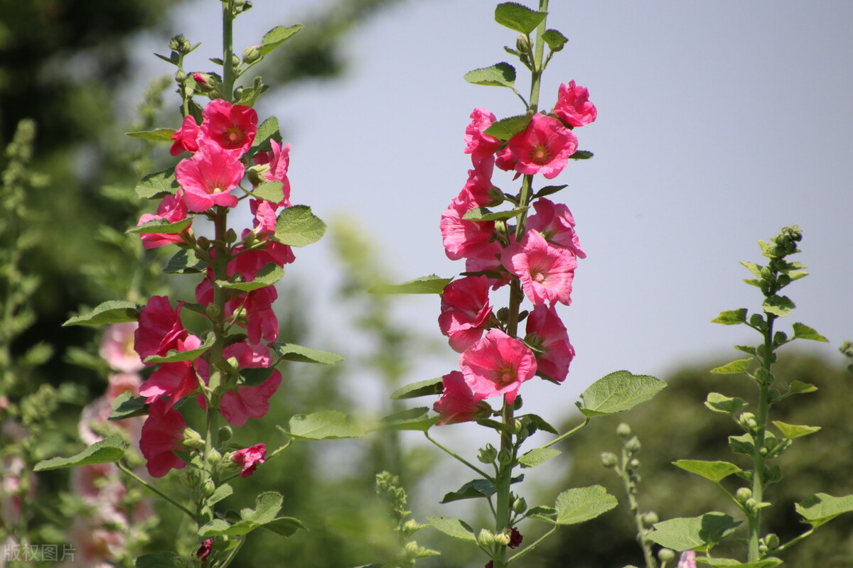 四川一种名花:花叶可食、全株入药,一开就是180天,又美又强大