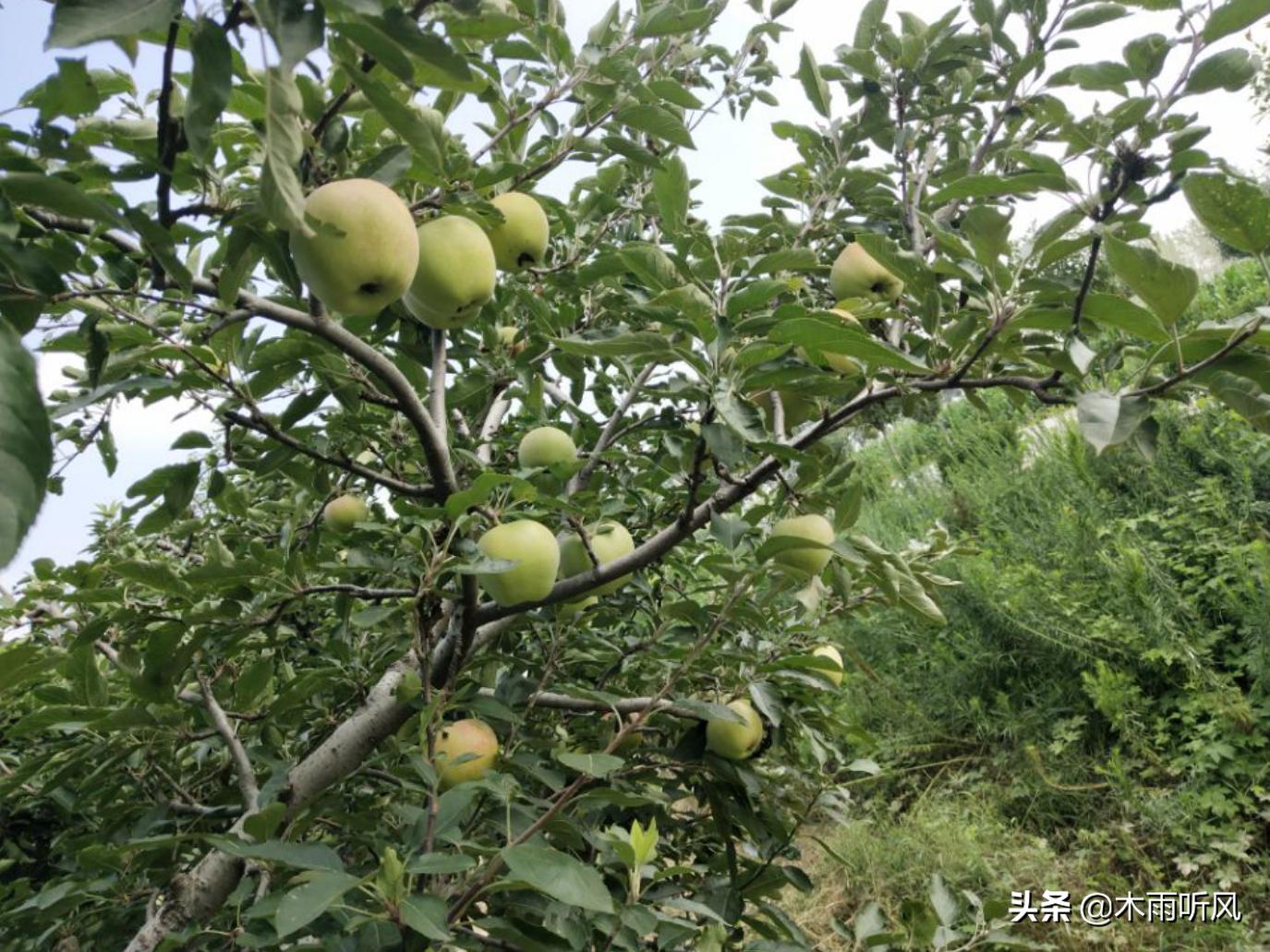 苹果树叶子边发黄,苹果树叶子发黄如何去除