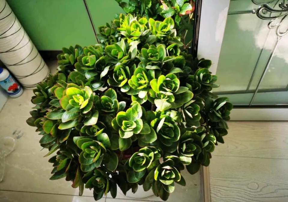 长寿花自制营养液,自制长寿花催花的方法