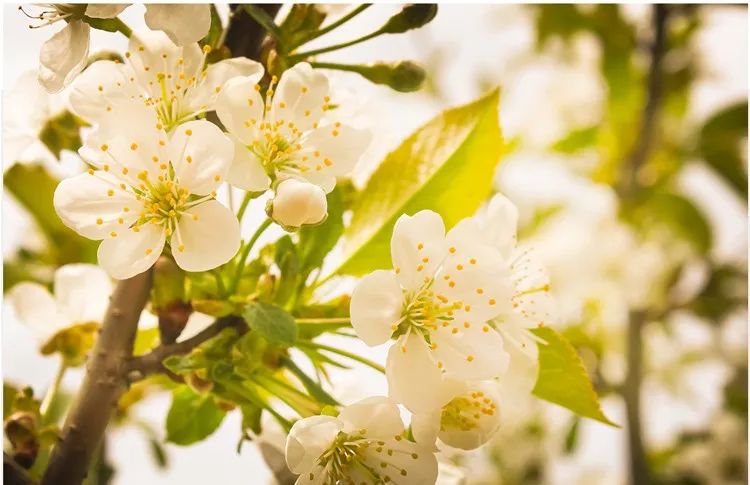 妮娜泰勒是谁,妮娜泰勒的手