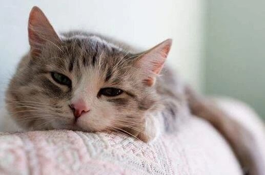 猫咪贫血药物治疗多久恢复,猫咪贫血的原因是什么有什么症状