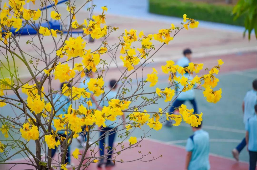 魅力校园广东,魅力校园石埠桥学校