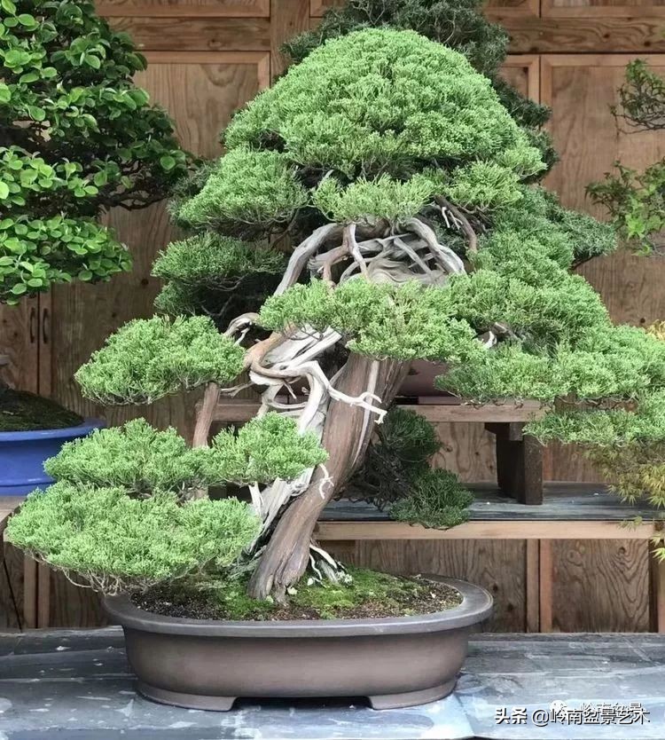 松柏盆景造型舍利,柏树盆景舍利制作全过程图解视频