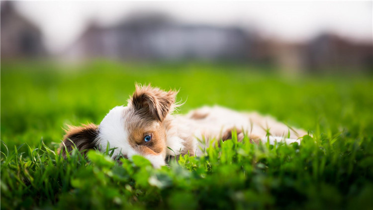 怎么看狗狗是否怀孕？4步帮你快速确定