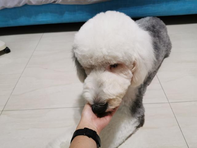 母狗发情期，狗主人记得要做好这3点，要不然哪天带球回家你别哭