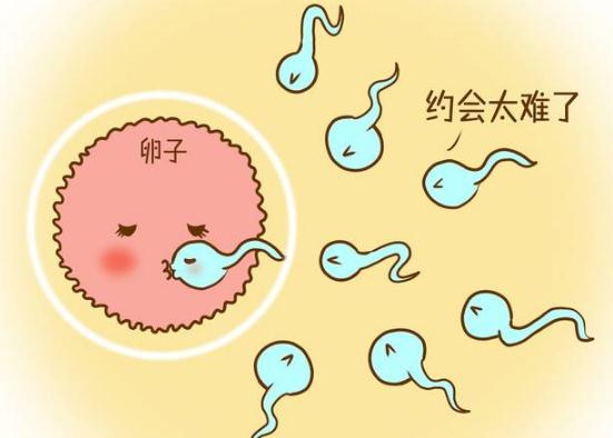 没有受孕的小蝌蚪会流出来吗,没有受孕的小蝌蚪到哪里去了