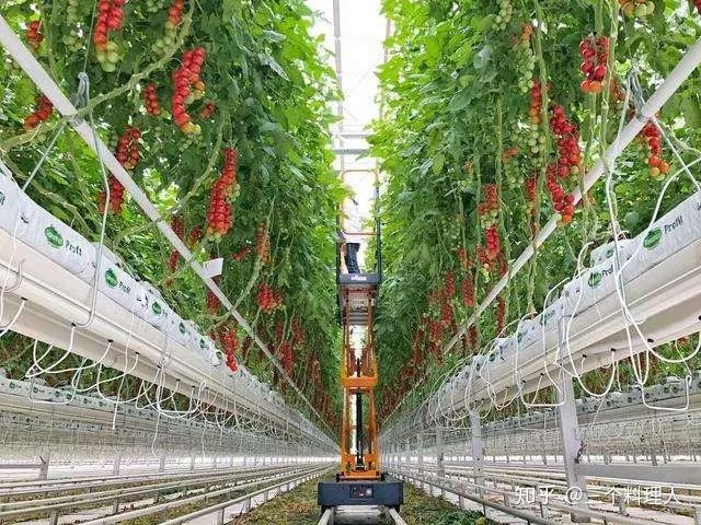 灞变笢鐨勮敩鑿滅粰鍝噷渚涚粰,灞变笢鐨勮敩鑿滈兘渚涘摢閲屼簡