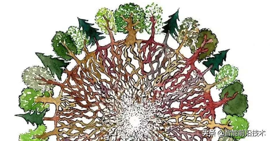 神奇“树联网”，地球本身是一个巨大的超生物体