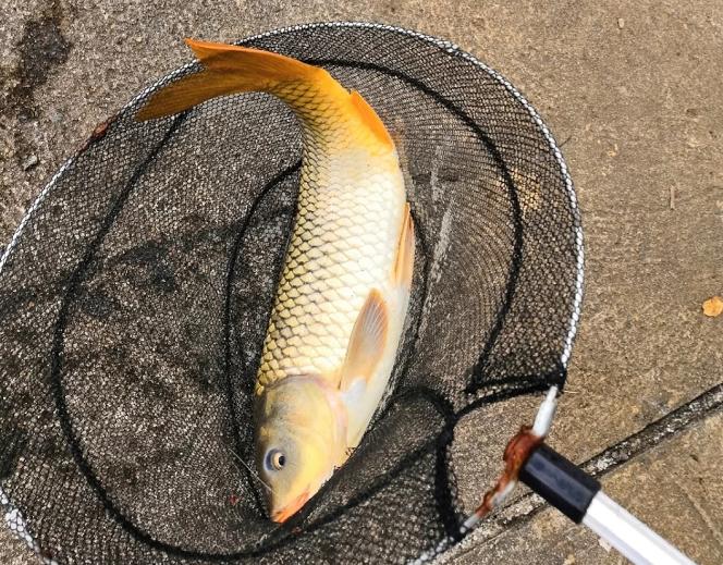 鍙挀40澶ч奔楸肩,4.5绫抽挀澶ч奔楸肩