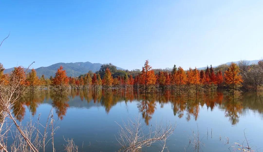 昆明甸尾村的水杉真的太美了,昆明甸尾水杉林网红打卡地