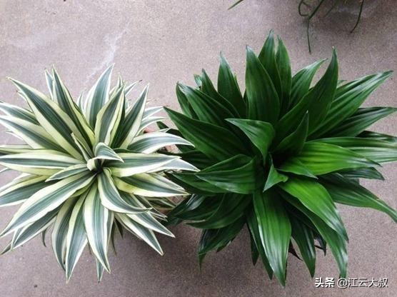 吸甲醛大型绿植仙人球,仙人球和多肉吸甲醛吗