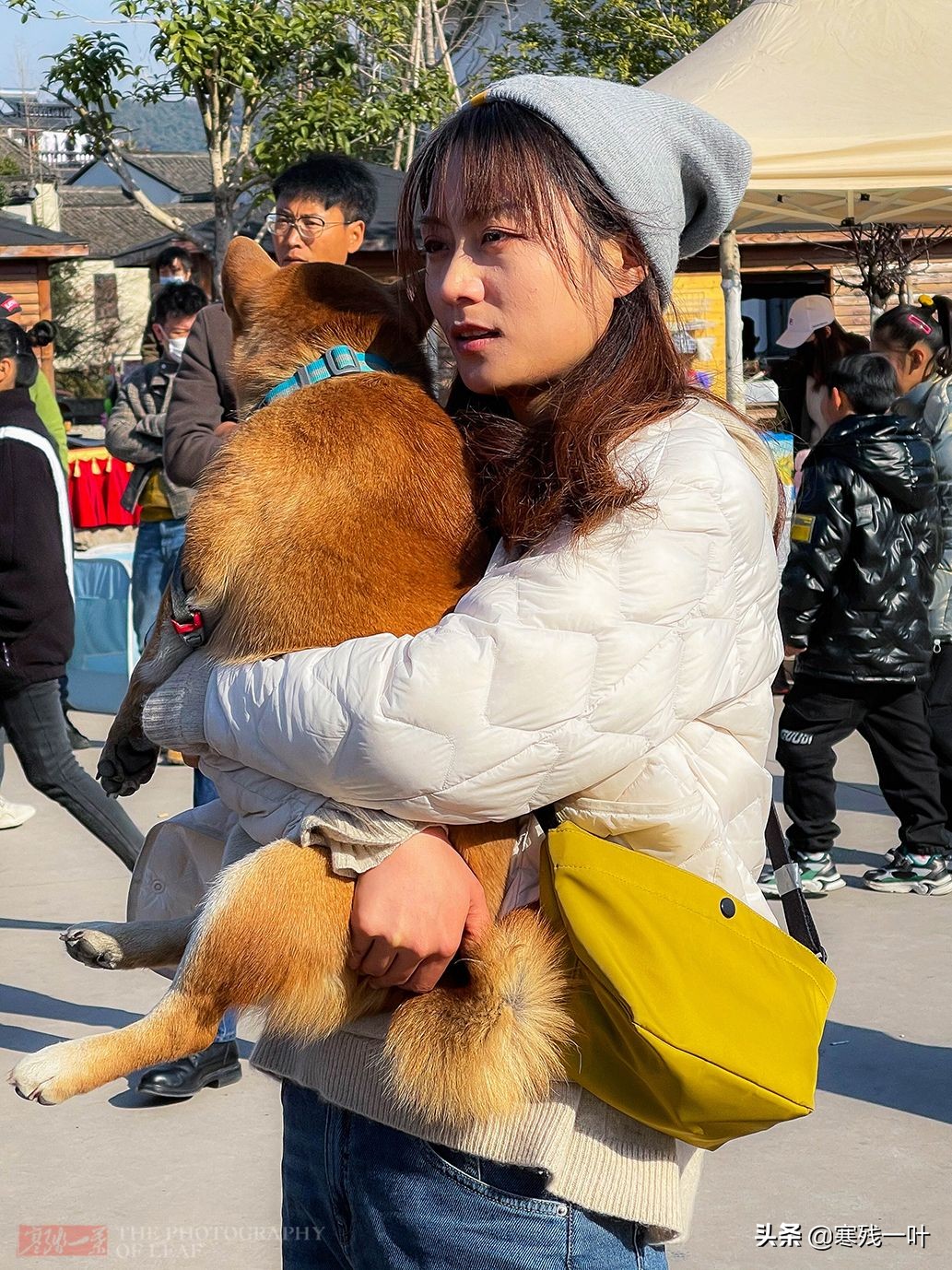 千年古镇的狗选美大赛,千年古镇一场狗狗大赛