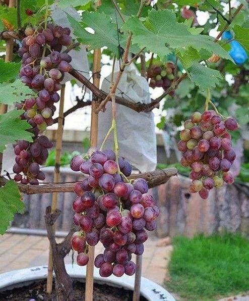 门前栽什么树有什么寓意,五树进宅是哪五种树俗语