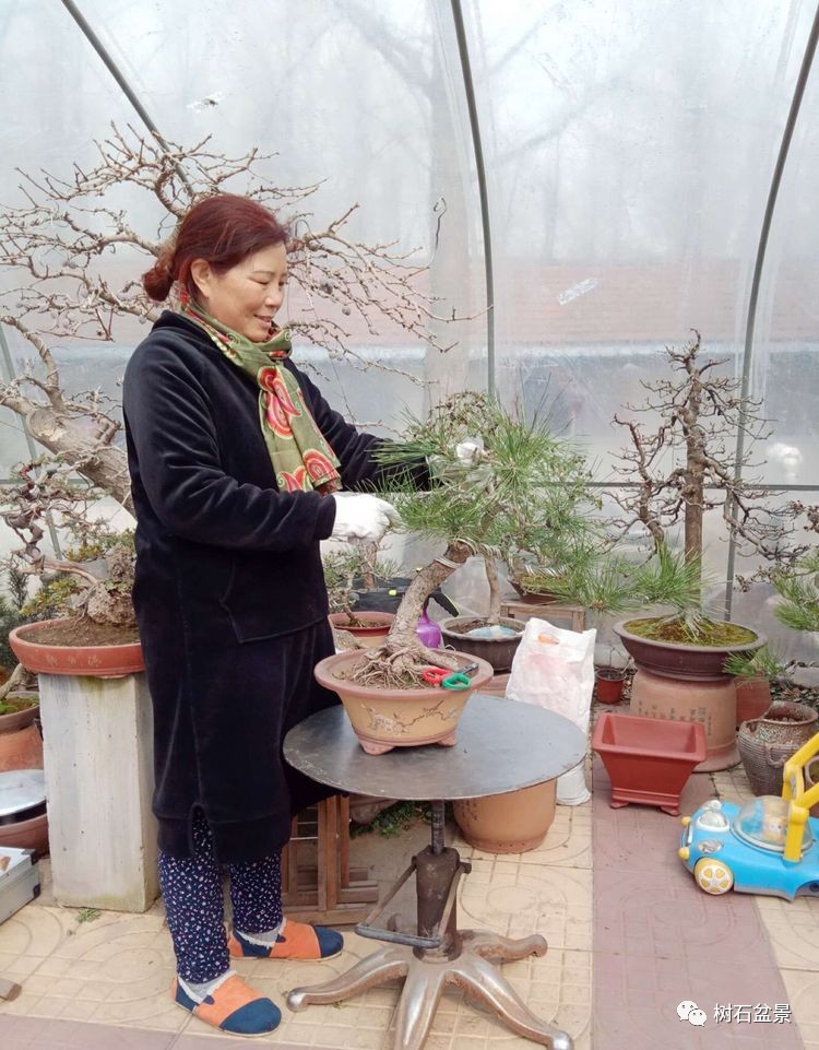 金艳盆景精品欣赏,幸得一知己