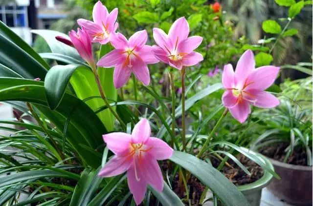 韭兰在北方冬天可以开花吗,韭兰从种球到开花需要多久