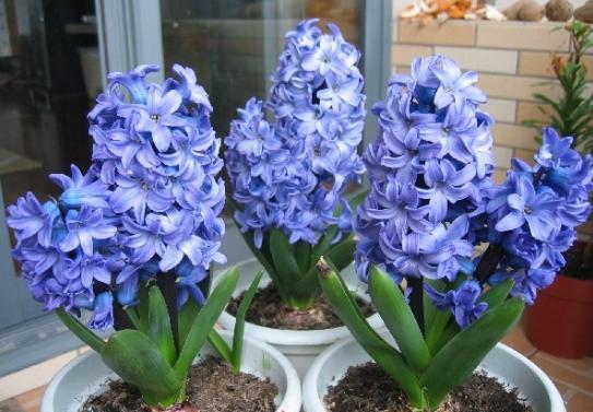 风信子开完花后怎么处理视频,风信子开花后怎么处理种球